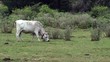 Vache en train de brouter