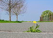 Löwenzahn auf der Straße