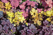 Mosaic of different colored leaves