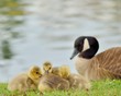 Canada Goose Goslings