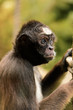 Black Headed Spider Monkey Black Headed Spider Monkey