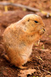 Black-tailed Prairie Dog Black-tailed Prairie Dog