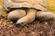 Aldabra Giant Tortoise Aldabra Giant Tortoise