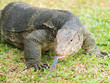 Closeup of monitor lizard - Varanus on green grass focus on the