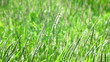 Green grass swaying in the wind. (life sound)