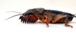 mole cricket (Grillotalpa) mole cricket (Grillotalpa)