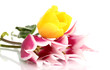 Beautiful tulips on white background