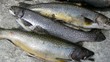 Salmerini di fonte