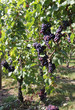 weinreben