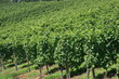 weinanbau