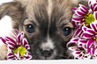 Chihuahua puppy portrait with pink chrysanthemums flowers macro