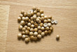 Coriander