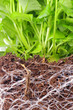 Roots