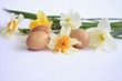 Organic eggs