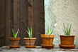 aloe vera plant in the garden