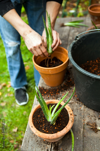 Photo: gardener repot young aloe vera plants gardener repot young aloe vera plants