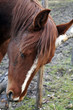 cavallo
