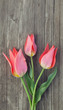 three red tulips on wooden table three red tulips on wooden table