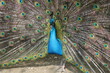 A peacock