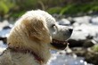 Head of golden retriever - bitch