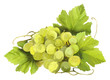 Grapes with leaves-Tuft of white wine on a white background