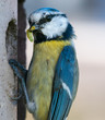 Blaumeise