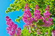 Purple Lilac Flowers