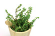 thyme