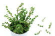 thyme