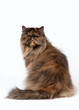Black tortoise persian female cat on white background