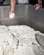Mozzarella Provola Ricotta Factory