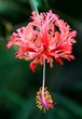 Hibiscus Flower