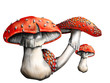 Magic mushroom