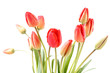 Freigestellte rote Tulpen in einer Vase.