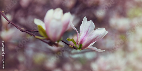 Photo: Magnolia Magnolia