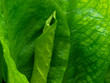 Skunk Cabbage