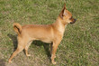 Miniature Pinscher look ahead