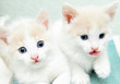 little kittens