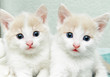 little kittens
