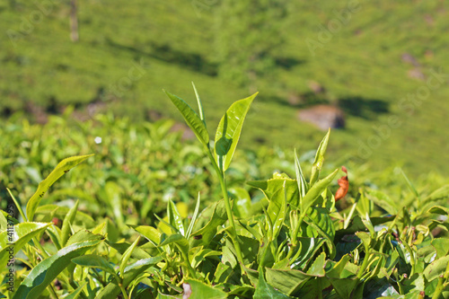 Photo: Mountains and tea plantations. Munnar, Kerala, India Mountains and tea plantations. Munnar, Kerala, India