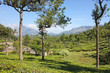 Mountains and tea plantations. Munnar, Kerala, India Mountains and tea plantations. Munnar, Kerala, India