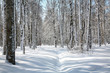 April blue sky in beautiful birch grove April blue sky in beautiful birch grove