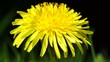 Video Löwenzahnblüte (Taraxacum)