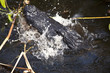 Alligator bite Alligator bite