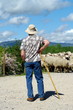 berger et son troupeaux