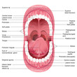 Vector Mouth Anatomy
