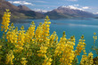 canvas print picture - Gelbe Lupinen am Lake Wakatipu