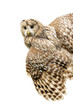 Young owl