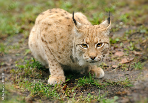Photo: Young lynx Young lynx