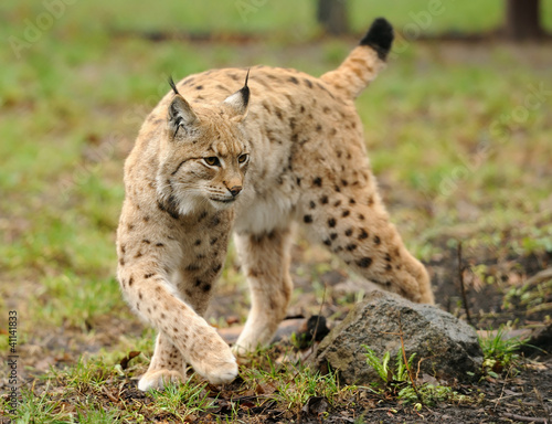 Photo: Young lynx Young lynx